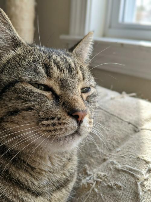 Ветеринары отмечают, что ласковые слова и поглаживания снимают у животных стресс, дают чувство безопасности и укрепляют связь с хозяином. 01