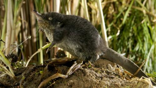 Этот зверек весом 400 грамм напоминает крота с длинным хоботком, мощными когтистыми лапами и уплощенным хвостом. 02