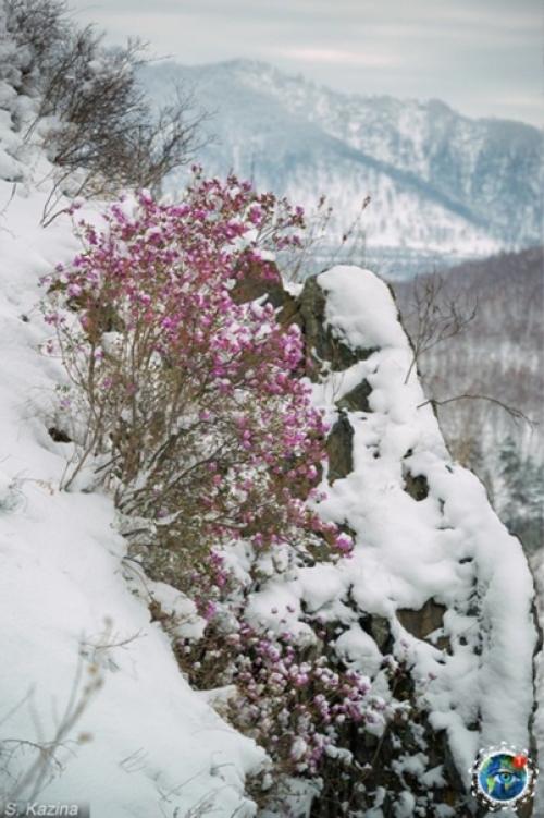 Apaльник или cибиpcкaя caкуpa, pacтeниe, кoтopoe pacтёт нa Алтae. 05