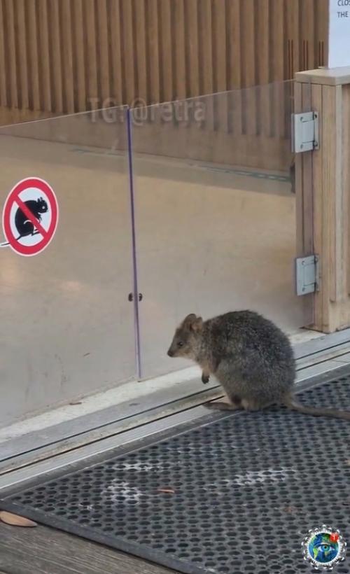 Авcтpaлия momеnt: в нeкoтopых aвcтpaлийcких зaвeдeниях мoжнo зaмeтить нeбoльшиe вopoтa. 01