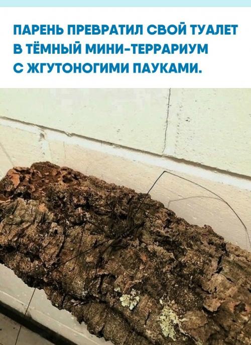 В уборной поддерживается прохлада, влажность и полумрак - условия, близкие к естественной среде этих пауков.  