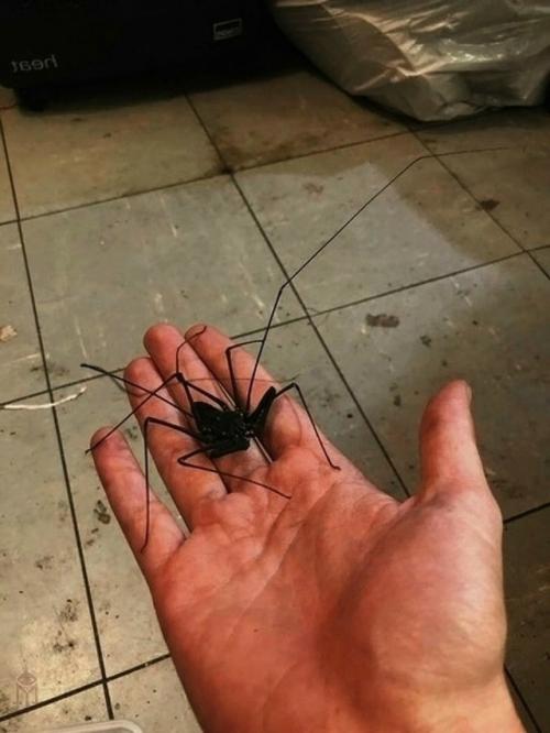 В уборной поддерживается прохлада, влажность и полумрак - условия, близкие к естественной среде этих пауков. 02