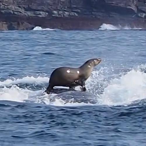 На фото - белуха обнимается с тюленем. 01 На фото - белуха обнимается с тюленем. 01