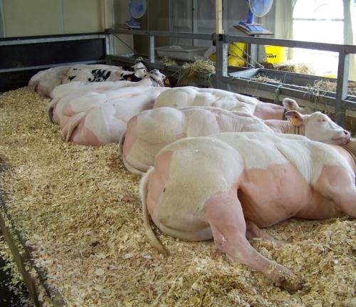 В одной из деревень Камбоджи живёт человек, который поставил перед собой амбициозную задачу - создать породу свиней с уникальной мускулатурой. 01