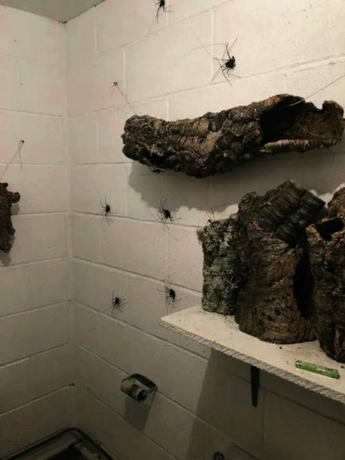 В уборной поддерживается прохлада, влажность и полумрак - условия, близкие к естественной среде этих пауков. 01