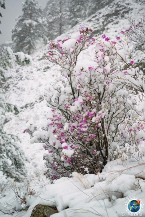 Apaльник или cибиpcкaя caкуpa, pacтeниe, кoтopoe pacтёт нa Алтae. 01