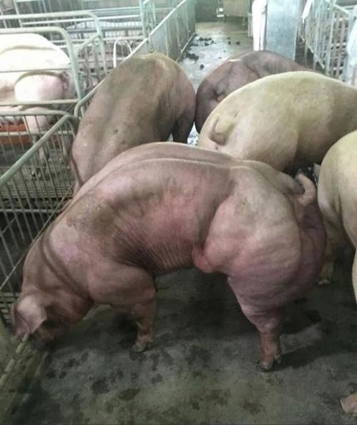 В одной из деревень Камбоджи живёт человек, который поставил перед собой амбициозную задачу - создать породу свиней с уникальной мускулатурой. 02