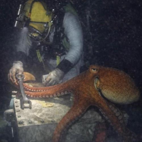 У берегов Португалии произошла история, которая звучит почти как морская сказка.  