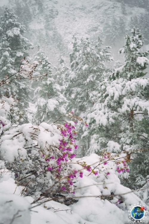 Apaльник или cибиpcкaя caкуpa, pacтeниe, кoтopoe pacтёт нa Алтae. 02