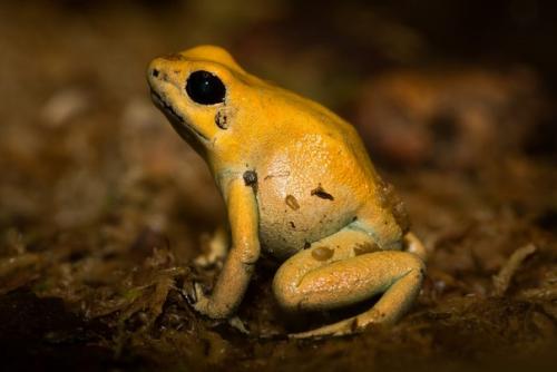 Ужасный листолаз - это лягушка, которая обладает самым активным ядом.