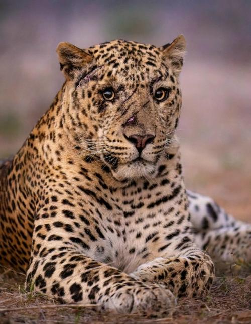 В индийском джаваи, среди каменистых холмов аравалли, фотограф Марлон дю туа встретил леопарда, которого трудно забыть. 

