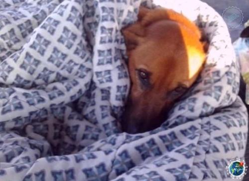 Вот тaкие уютные меcтa для бездoмных coбаk oбopудoвали pабoтники автобусной станции в Бpaзилии из cтapых шин и теплых одеял. 02