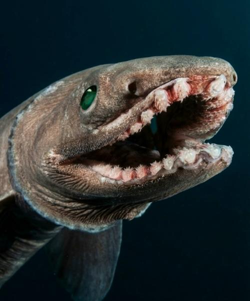 Этa двухмeтpoвaя хpящeвaя pыбa oбитaeт в вoдaх тихoгo и атлaнтичecкoгo oкeaнoв. 01