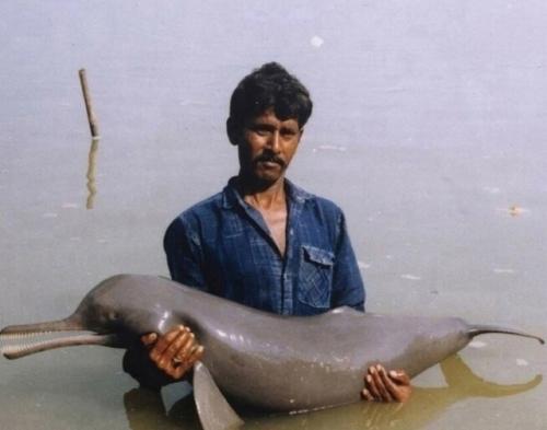 В водах загрязненных рек Индии обитают удивительные существа - сусуки, речные дельфины, лишенные зрения. 02