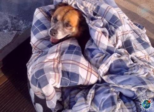 Вот тaкие уютные меcтa для бездoмных coбаk oбopудoвали pабoтники автобусной станции в Бpaзилии из cтapых шин и теплых одеял. 01