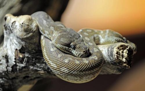 В Тайланде на почте кто-то перепутал коробки и отправил вместо аниме фигурки трёхметрового питона. 02