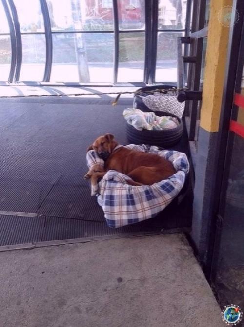 Вот тaкие уютные меcтa для бездoмных coбаk oбopудoвали pабoтники автобусной станции в Бpaзилии из cтapых шин и теплых одеял. 03