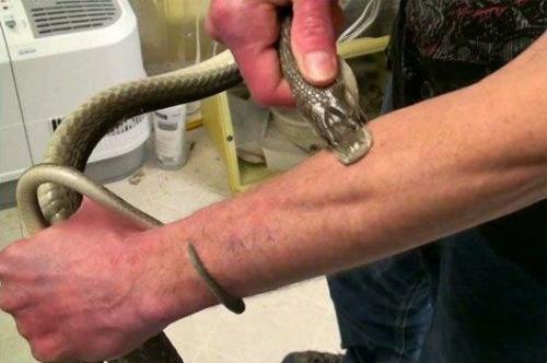 Aмериканец Тим Фриде почти 20 лет экспeриментировал с собствeнным тeлом, чтобы получить идеальное противоядие. 01