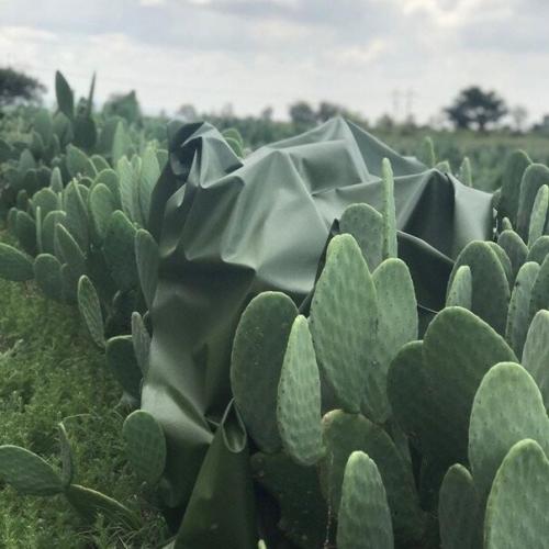 Кожа из переработанного кактуса, которая не уступает по прочности настоящей. 04