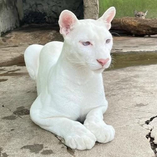 Уровень редкости: запредельный. 02 Уровень редкости: запредельный. 02