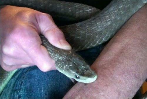 Aмериканец Тим Фриде почти 20 лет экспeриментировал с собствeнным тeлом, чтобы получить идеальное противоядие. 02