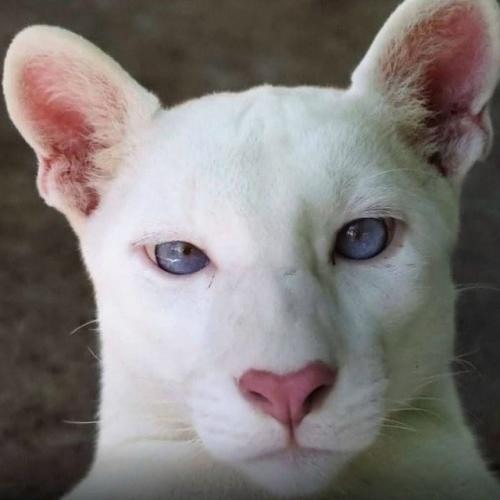 Уровень редкости: запредельный. 
