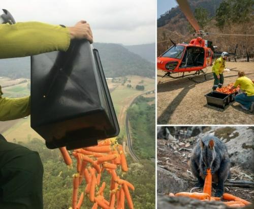 В 2010 году в штате новый южный Уэльс в Австралии с вертолётов скидывали морковь и батат. 
