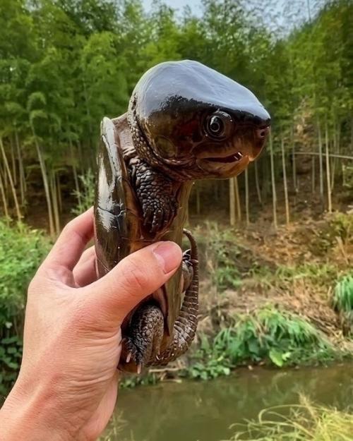 В мире пресноводных черепах есть один удивительный экземпляр, который сложно спутать с кем-то другим. 01