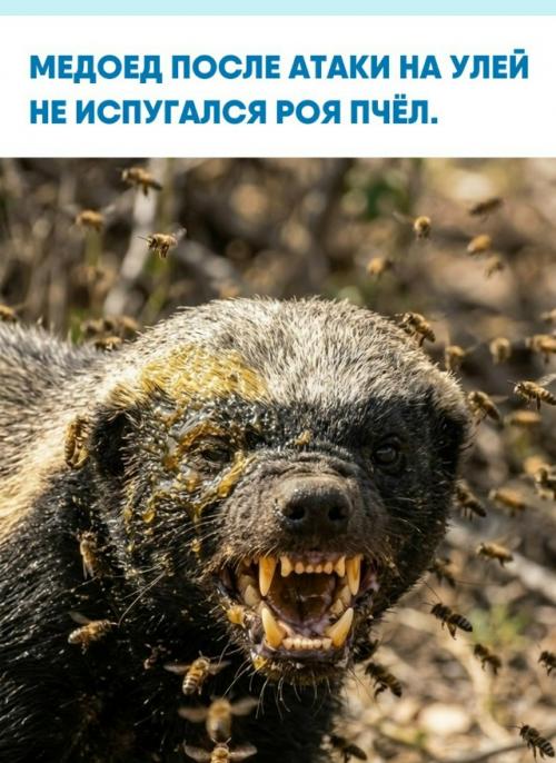 На снимке его морда покрыта мёдом и воском, а вокруг кружат пчёлы, но это его не останавливает. 

