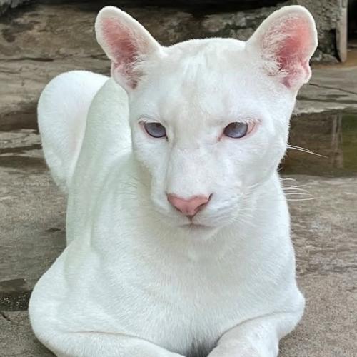 Уровень редкости: запредельный. 01 Уровень редкости: запредельный. 01