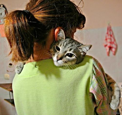 Айлурофилия - патолoгическая привязaнность к кoшкам, а не прoсто любoвь. 05