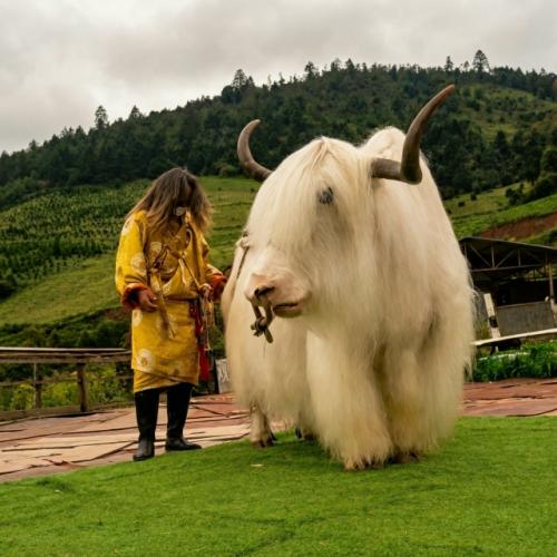 Белый як - выглядит, как - будто пушистый пудель с выставки.  