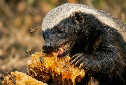 На снимке его морда покрыта мёдом и воском, а вокруг кружат пчёлы, но это его не останавливает. 01