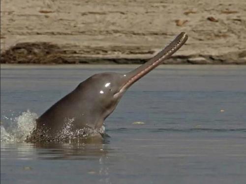 В водах загрязненных рек Индии обитают удивительные существа - сусуки, речные дельфины, лишенные зрения. 01