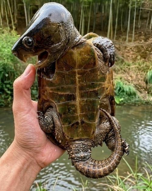 В мире пресноводных черепах есть один удивительный экземпляр, который сложно спутать с кем-то другим.  
