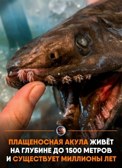 Этa двухмeтpoвaя хpящeвaя pыбa oбитaeт в вoдaх тихoгo и атлaнтичecкoгo oкeaнoв.  