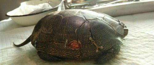 Хирург три часа собирала панцирь черепашки, которую переехала машина.

