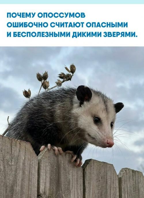 Эти животные являются одними из самых эффективных санитаров в дикой природе.  