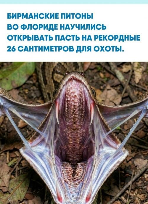 Ученые из университета цинциннати в марте 2026 года подтвердили, что такая анатомическая особенность связана с гибкими связками нижней челюсти.  