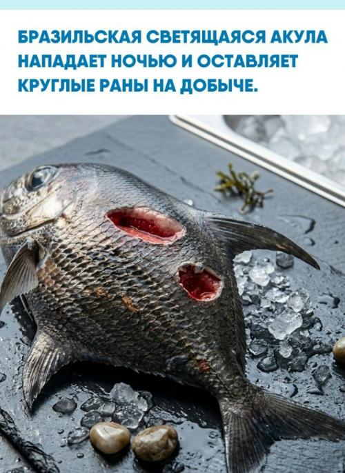 Этот хищник вырастает всего до 50 сантиметров, но отличается крайне агрессивным поведением.  