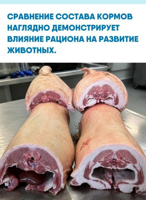 Двух свиней вырастили в идентичных условиях уличного выпаса, но использовали разные подходы к питанию.  