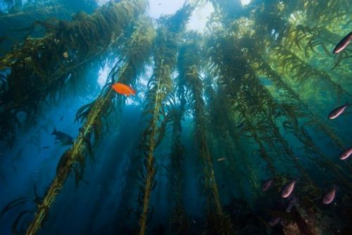 В будущем фермеры перейдут на выращивание устриц, мидий, съедобных моллюсков и водорослей на канатах, прикрепленных якорями к морскому дну.