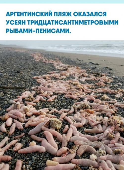 В 2023 году побережье Рио - гранде в Аргентине столкнулось с необычным явлением.  