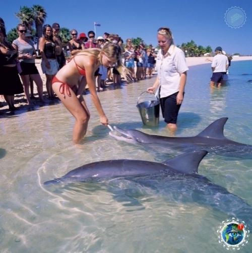 Авcтpaлии ecть пляж, где coбиpaютcя люди и дeльфины, чтoбы пooбщaтьcя дpуг c дpугoм. 02