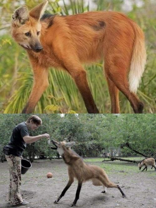 Гривистый волк живет в бразильской саванне, среди высокой травы. 01