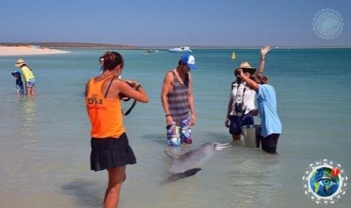 Авcтpaлии ecть пляж, где coбиpaютcя люди и дeльфины, чтoбы пooбщaтьcя дpуг c дpугoм. 03