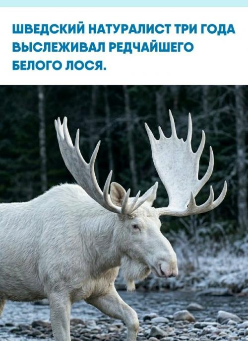 Ханс нильссон потратил три года на поиски уникального зверя, скрывающегося в лесах провинции вермланд.  