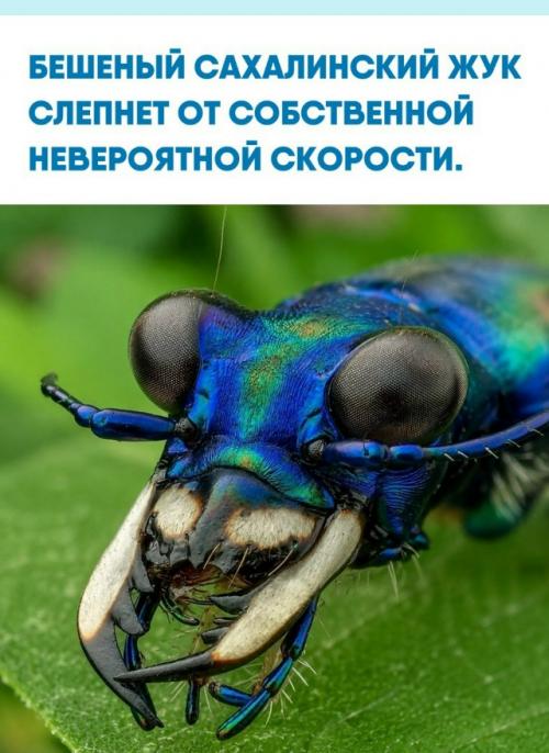 Первая встреча со скакуном - это шок.  