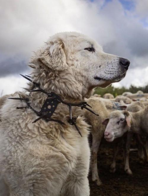 Шипaстый ошeйник, который надевают пастушьим собакам для защиты от волков. 01