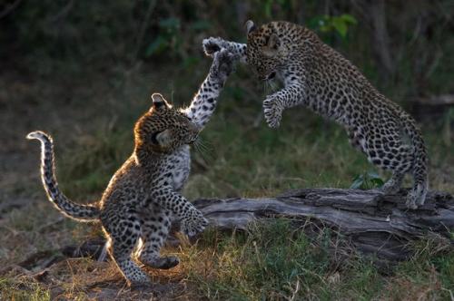 Жизнь грациозных леопардов на фото. 09